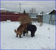 Превью фото № 172778