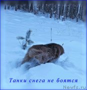 Превью фото № 172779