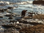 Превью фото № 172800