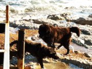 Превью фото № 172801