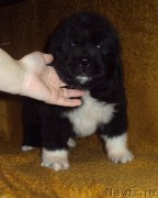 Превью фото № 172802