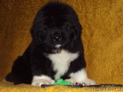 Превью фото № 172803