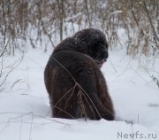 Превью фото № 172879