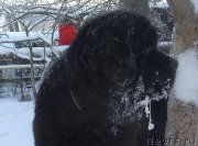 Превью фото № 172896