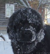 Превью фото № 172898