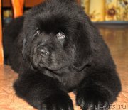 Превью фото № 172901