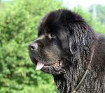 Превью фото № 17293