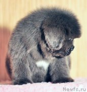 Превью фото № 172940