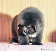 Превью фото № 172941