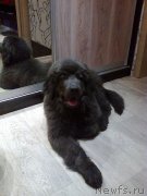 Превью фото № 172957