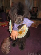 Превью фото № 172975