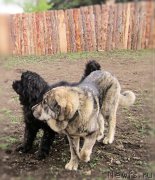 Превью фото № 172989