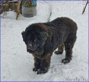 Превью фото № 172993