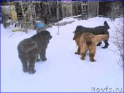 Превью фото № 172999