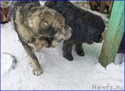 Превью фото № 173001