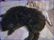 Превью фото № 173003