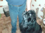 Превью фото № 173005