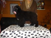 Превью фото № 173076