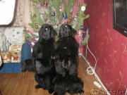 Превью фото № 173080