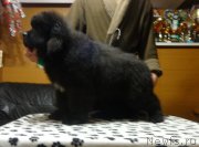 Превью фото № 173090