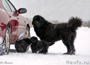 Превью фото № 173105