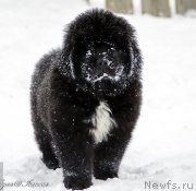 Превью фото № 173107