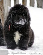 Превью фото № 173108