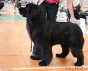 Превью фото № 173124