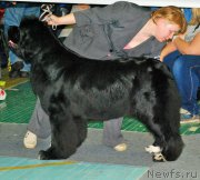 Превью фото № 173142