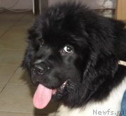 Превью фото № 173155