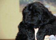 Превью фото № 173180