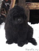 Превью фото № 173187