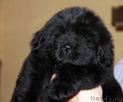 Превью фото № 173198