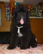 Превью фото № 173212