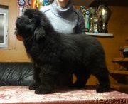 Превью фото № 173219