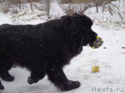 Превью фото № 173228