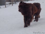 Превью фото № 173238