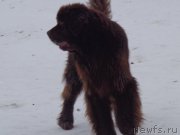 Превью фото № 173239