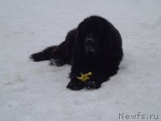 Превью фото № 173248