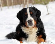 Превью фото № 173249