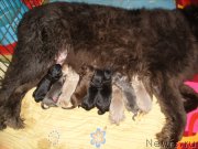 Превью фото № 173291