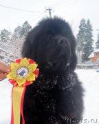 Превью фото № 173433