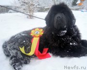 Превью фото № 173434