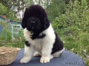 Превью фото № 173438