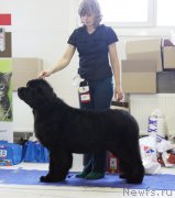 Превью фото № 173477