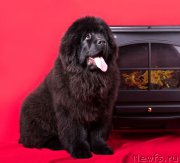 Превью фото № 173551