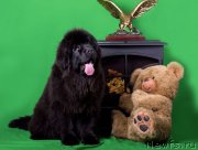 Превью фото № 173553