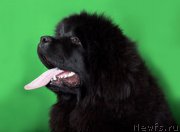 Превью фото № 173557