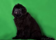 Превью фото № 173558