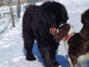 Превью фото № 173579